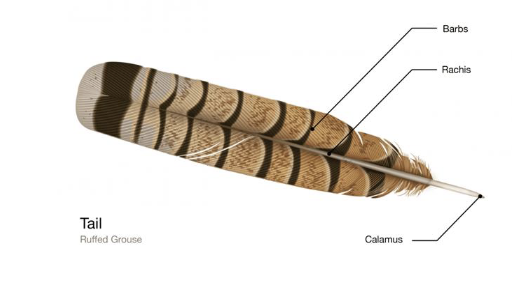<p>Tail feathers</p><p>Symmetrical vanes</p><p>Attached to each other by ligaments</p><p>Only innermost are attached to tailbone</p>