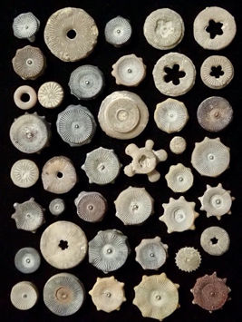 <p>Phylum<br>Class</p>