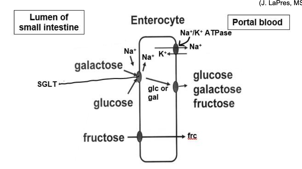 <p><strong>Figure Notes:</strong> Glucose (glc) and galactose (gal) are at lower concentrations in the lumen and are moving “against” a concentration gradient into the enterocyte through the SGLT (Na<span style="font-family: Arial; line-height: normal; font-size: 8px;">+</span>-dependent glucose transporter), which has a higher concentration of glucose and galactose building up within the cell. Movement of a glucose or galactose molecule through the SGLT is called secondary active transport as it requires co-transport of a Na<span style="font-family: Arial; line-height: normal; font-size: 8px;">+</span> ion (described above).</p><p>The Na<span style="font-family: Arial; line-height: normal; font-size: 8px;">+</span> and K<span style="font-family: Arial; line-height: normal; font-size: 8px;">+</span> gradients are maintained using a Na<span style="font-family: Arial; line-height: normal; font-size: 8px;">+</span>/K<span style="font-family: Arial; line-height: normal; font-size: 8px;">+</span> ATPase, which requires ATP and is called primary active transport. The Na<span style="font-family: Arial; line-height: normal; font-size: 8px;">+</span> gradient is maintained with high [Na<span style="font-family: Arial; line-height: normal; font-size: 8px;">+</span>] outside cell and low [Na<span style="font-family: Arial; line-height: normal; font-size: 8px;">+</span>] inside cell. The K<span style="font-family: Arial; line-height: normal; font-size: 8px;">+</span> gradient is maintained with high [K<span style="font-family: Arial; line-height: normal; font-size: 8px;">+</span>] inside the cell and low [K<span style="font-family: Arial; line-height: normal; font-size: 8px;">+</span>] outside the cell.</p><p>Once the glucose and galactose build-up inside the enterocyte, they can flow down their concentration gradients from the cell into the portal blood.</p><p>Fructose (frc) can only move with its concentration gradient, so must build up to a high concentration in the lumen before it can flow by passive diffusion into the enterocyte.</p><p>Once it builds up in the enterocyte, it flows from the cell into the portal blood.</p>