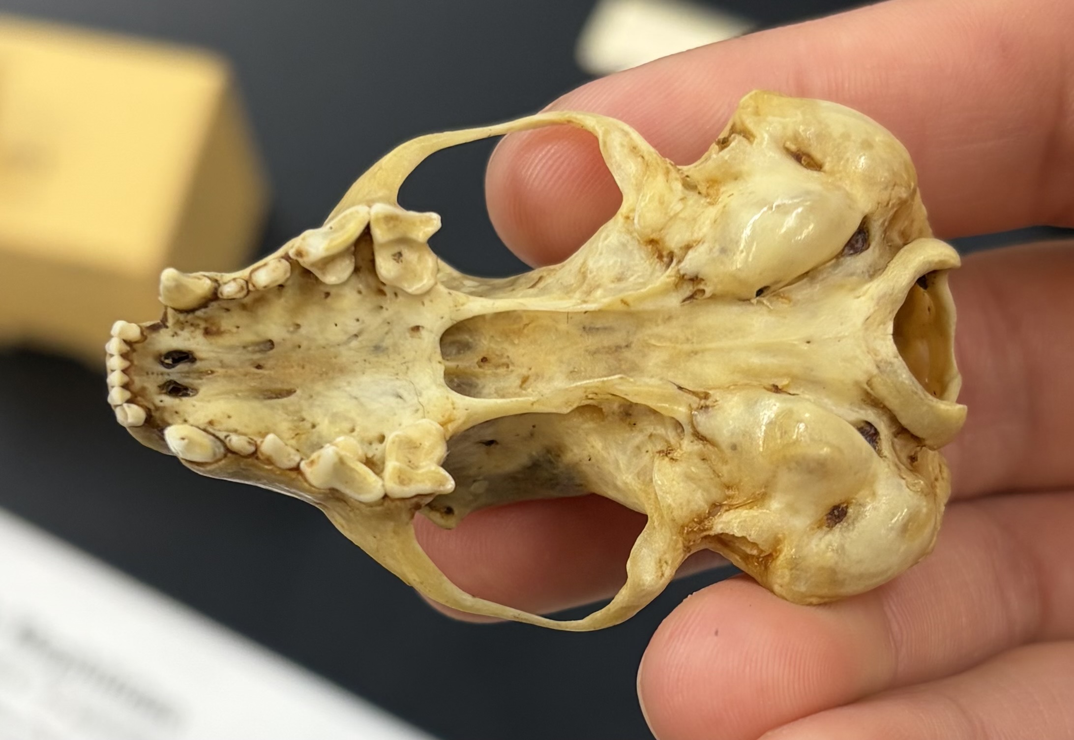 <ul><li><p>Carnivora</p><ul><li><p>Caniformia</p><ul><li><p>Mephhitidae</p><ul><li><p>New world, Indonesia, and Philippines</p></li></ul></li></ul></li></ul></li></ul><p></p>