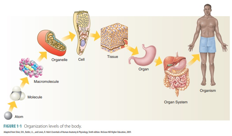 <p>Different types of tissue joined together to perform specific functions</p>