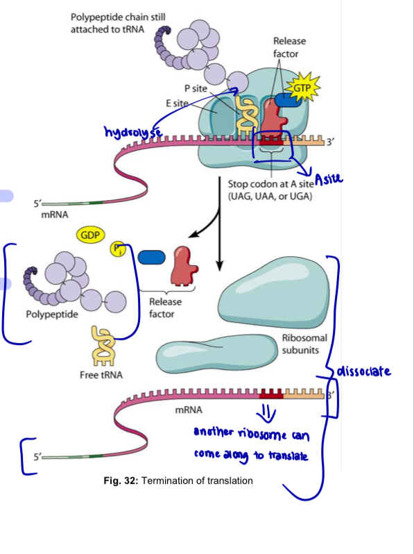 <ul><li><p>Termination occurs when a <strong>stop codon </strong>in the mRNA reaches the <strong>A site</strong> of the ribosome</p><ul><li><p>base triplets UAG, UAA and UGA are stop codons that do not code for amino acids but act as signals to stop translation</p></li></ul></li><li><p><strong>Release factor</strong> (protein) <strong>binds directly </strong>to the <strong>stop codon in the A site</strong></p></li><li><p>release factor causes the <strong>addition of a water molecule</strong> instead of an amino acid to the polypeptide chain</p><ul><li><p>this reaction frees the carboxyl end of the completed polypeptide from the tRNA in the P site by hydrolysis</p></li><li><p>polypeptide is released through the exit tunnel of the ribosomal large subunit</p></li></ul></li><li><p>ribosome then releases the mRNA and separates into large and small subunits i.e. the translation complex comes apart</p></li><li><p>tRNA molecules may then be recycled and used to form new aminoacyl-tRNA</p></li></ul><p></p>