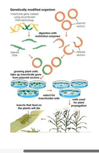 <ul><li><p>Commercial corn growing had a problem, crops kept getting infected by European Corn Borer, damaging the plant and decreasing yield </p></li><li><p>they knew that Bacillus thuringiensis Bacteria produced a toxin toxic to Borer larvae, but not to humans - it was typically used in an organic insecticide spray</p></li></ul><p>(genetic engineering)</p><ul><li><p>however, this is the perfect setup to use GE to make the corn itself, Borer resistant, rather than having to apply a spray!</p></li><li><p>typical recombinant method was uesd, to add the toxin-producing BT gene to corn, to provide it resistance from these insects = better commercial output</p></li><li><p>plasmid vectors opened => BT toxin gene inserted and sealed => produces a recombinant plasmid => is added to plant cells => plant cells are selectd for with the plasmid => they pass this onto offspring => these cells are used for plant propagation </p></li><li><p>= these have the plasmid so will translate the gene and produce the resistance toxin = harmful insects feeding on the plant will be killed!</p></li></ul><p></p>