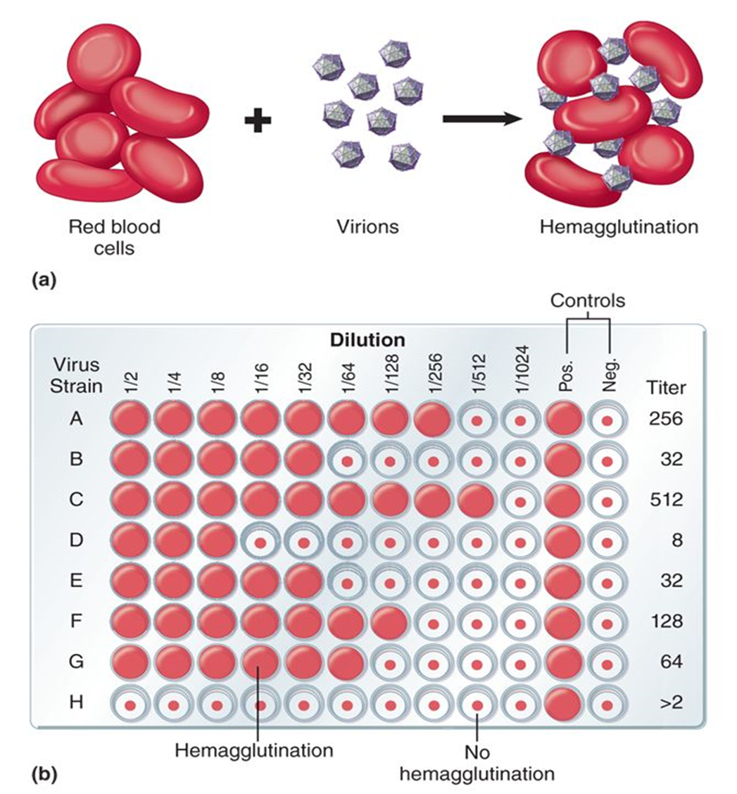 <p><strong>Hemagglutination</strong> occurs when some viruses <strong>bind to and clump red blood cells (RBCs)</strong> by attaching to receptors on multiple cells.</p><ul><li><p>Caused by viral surface proteins (e.g., <strong>hemagglutinin</strong> in influenza)</p></li><li><p>Measured using <strong>serial dilutions of a virus mixed with RBCs</strong></p></li><li><p><strong>Virus titer = highest dilution that still shows agglutination</strong></p></li></ul><p></p>