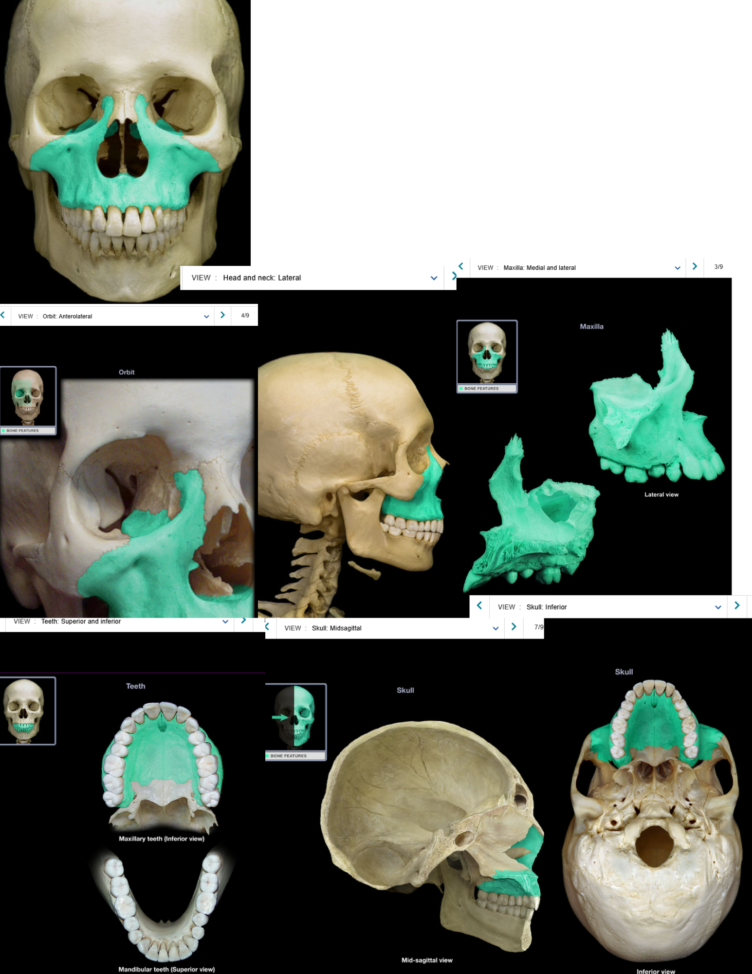 knowt flashcard image