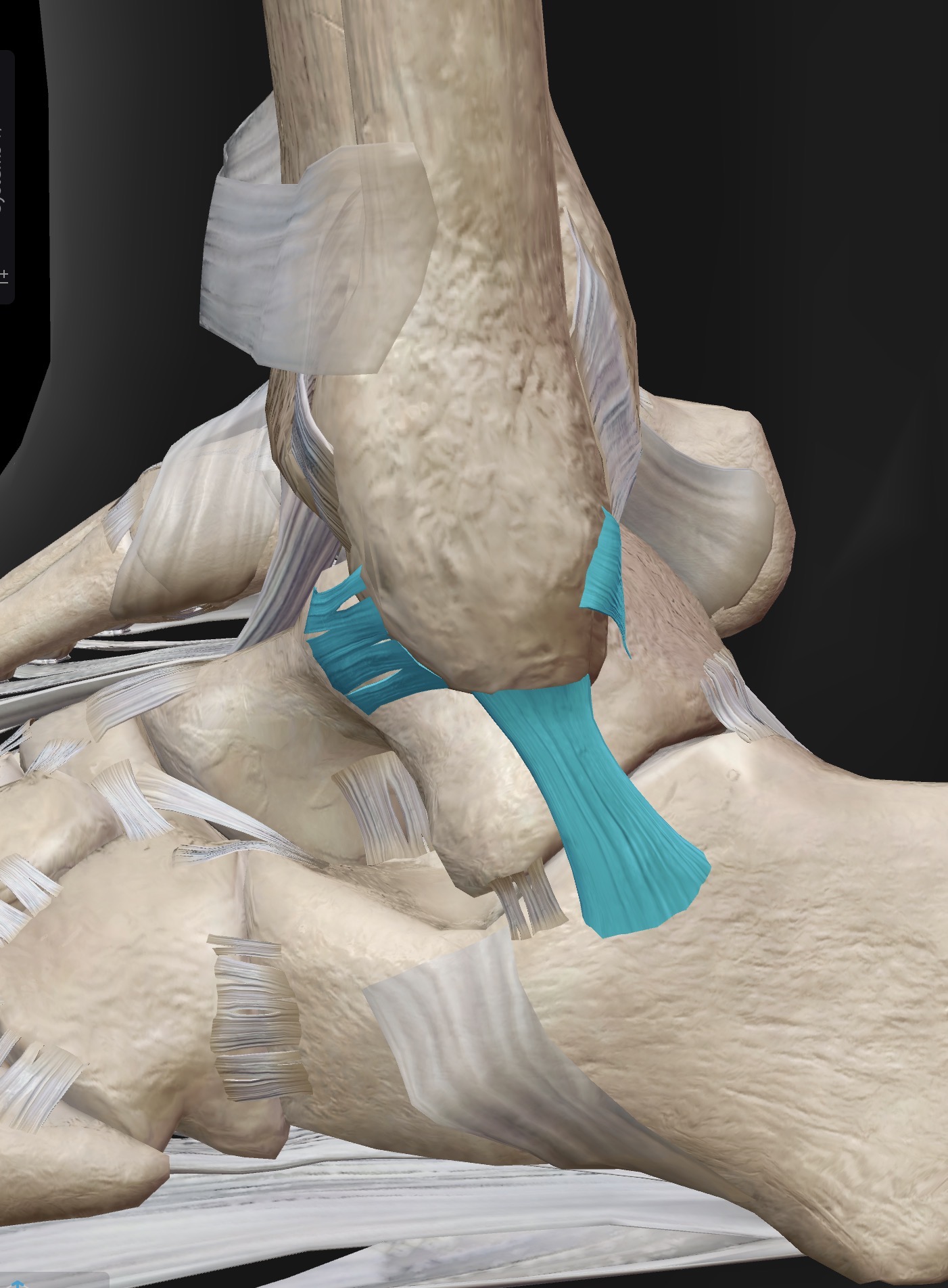 <p>What ligaments are these?</p>
