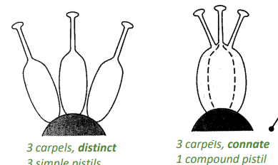 <p>Pistil/carpel </p><p>a pistil may consist of one or more carpels </p>