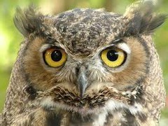 <p>owls</p>