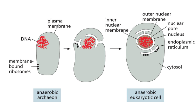 <ul><li><p>the plasma membrane essentially folds in, forming a 2 layered envelope completely surrounding the DNA</p></li><li><p>other portions of the same membrane formed the ER, which ribosomes later attached to</p></li></ul><p></p>