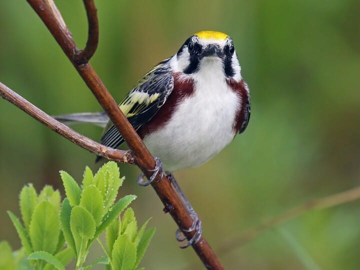 <p>chesnut-sided warbler </p><p>chestnut line down sides <br>yellow cap </p>
