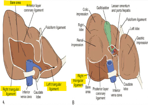 <p>bare area of liver? triangular ligament of liver? ligamentum teres of liver?</p>