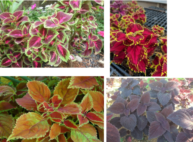 <p>Coleus </p>