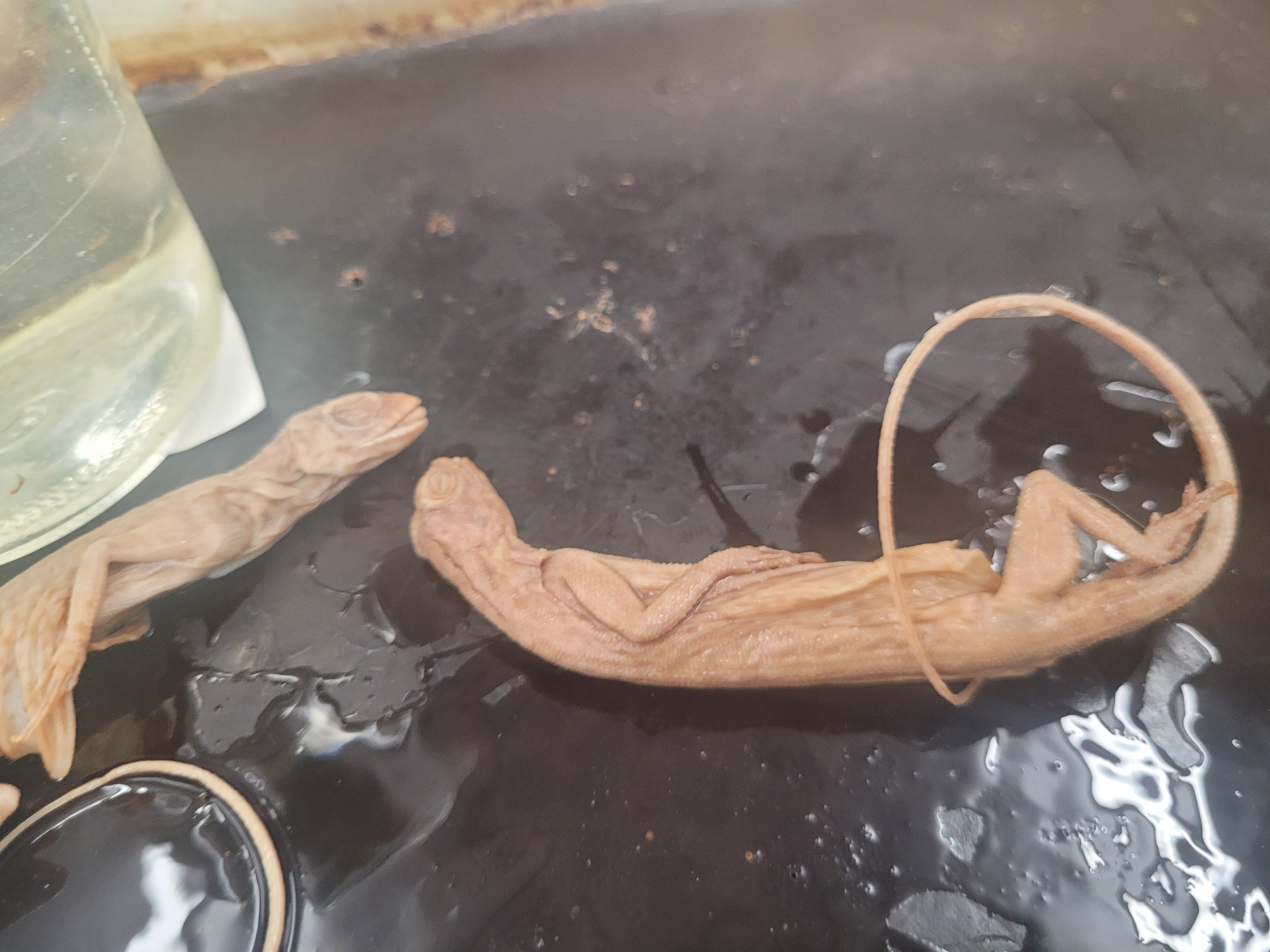 <p>What species is this</p>