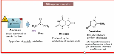 <p>urea, creatine, and uric acid</p><p>c urea c uri (<strong>nitrogenous waste</strong>)</p><p></p><p>and<strong> ingested toxins</strong></p>