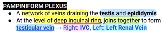 <p>Pampiniform Plexus</p>