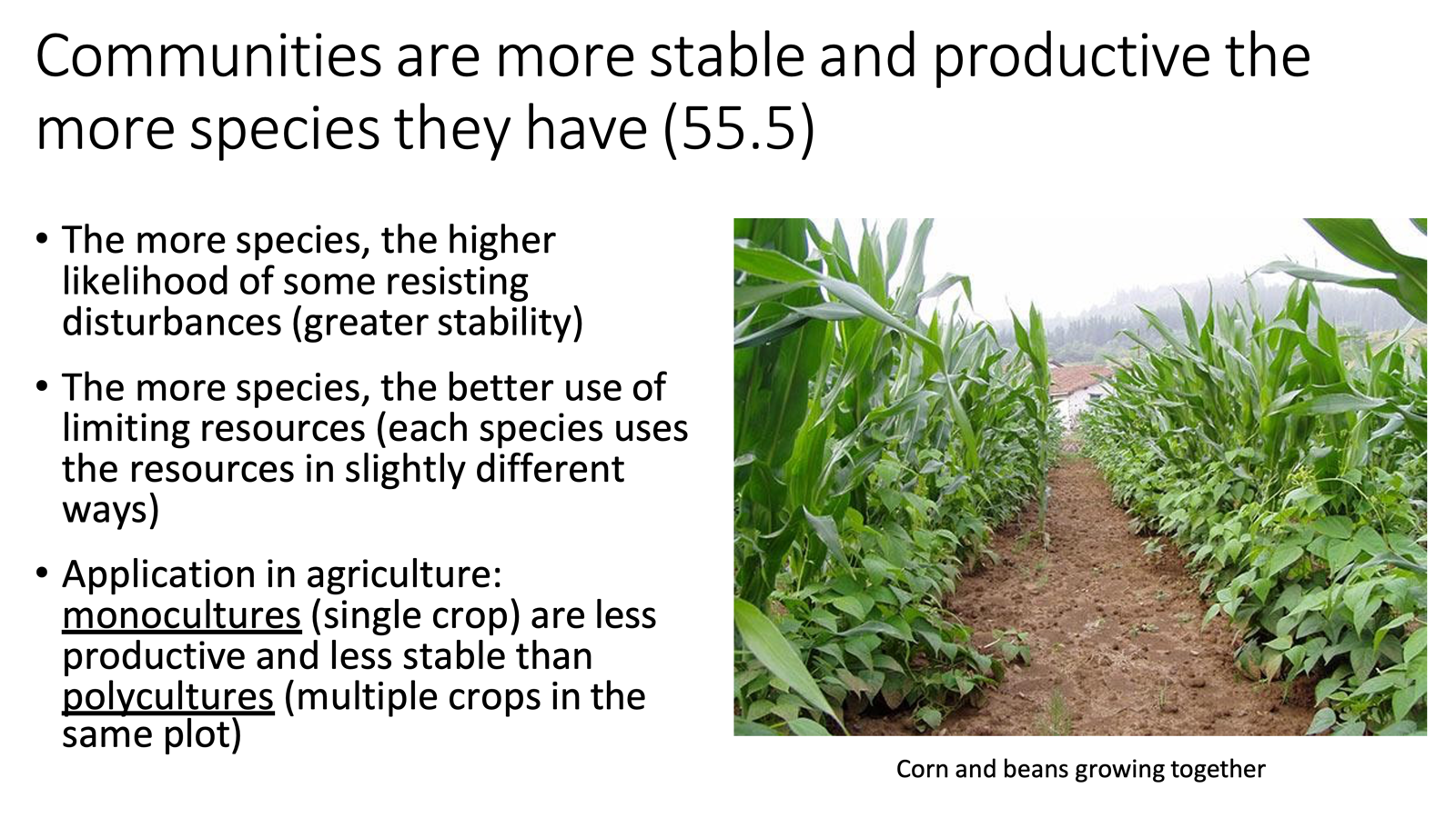<ul><li><p>Communities are more stable and productive the more species they have.</p><ul><li><p><span>The more species, the higher likelihood of some resisting disturbances (greater stability)</span></p></li><li><p><span>The more species, the better use of limiting resources (each species uses the resources in slightly different ways)</span></p><ul><li><p><span>More even flow of energy!</span></p></li></ul></li><li><p><span>Application in agriculture: <u>monocultures</u> (single crop) are less &nbsp; productive and less stable than <u>polycultures</u> (multiple crops in the same plot)</span> </p></li></ul></li></ul><p></p>