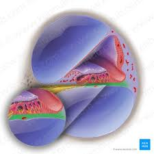 <p>inner ear</p>