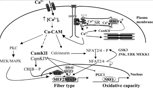 <p>Trigger = Increase Ca2+ during exercise</p><p>Function = Activate genes involved in mitochondrial biogenesis </p><p></p>