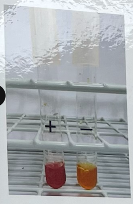 <ul><li><p>tests for mized acid fermentation</p></li></ul><p><strong>Glucose ————→ mixed acids (pH < 4.5)</strong></p><p><strong>Methyl red</strong></p><ul><li><p><strong>medium</strong>: MRVP Broth</p></li><li><p><strong>Substrate</strong>: Glucose</p></li><li><p><strong>Enzyme:</strong> N/A</p></li><li><p><strong>Other reagents:</strong> Methyl Red (turns red at pH < 4.5)</p></li></ul><p></p>