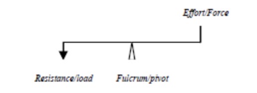 <p>First Class Lever</p>