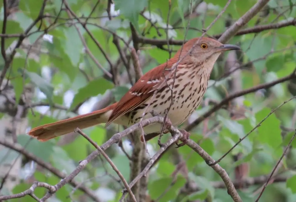 <p>Common name<br>Family</p>