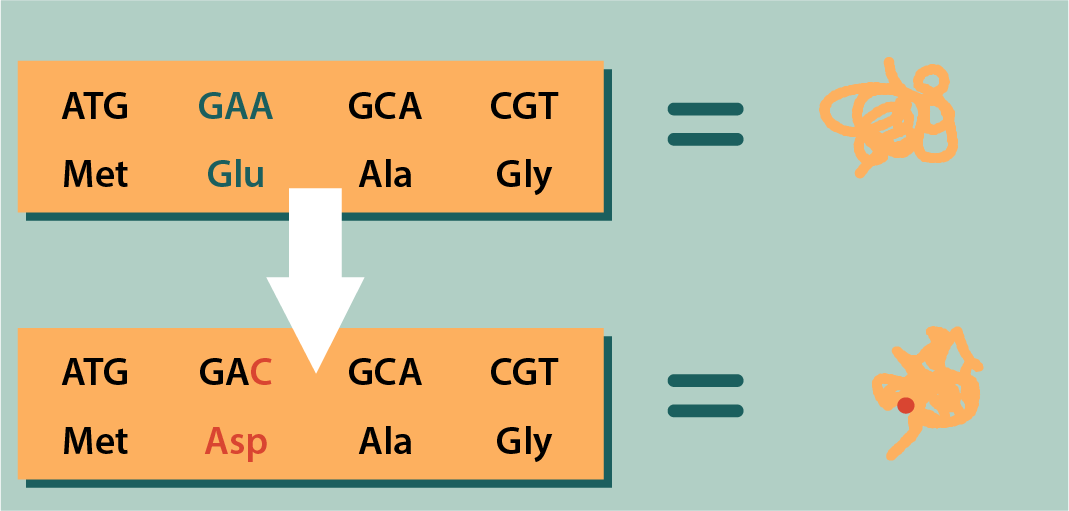 <p>a change in a single nucleotide causing a protein to have a different amino acid than normal</p>