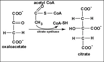 <p>Step 1</p><p>Condensation of acetyl-CoA with oxaloacetate to form citrate, catalyzed by citrate synthase</p><ol><li><p>oxaloacetate is joined with acetyl-CoA</p></li><li><p>water molecule attacks the acetyl</p></li><li><p>Coenzyme A is released from the complex</p></li></ol><p></p>