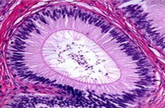 <p>Identify Tissue</p>