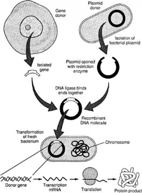 <p>Transfers genetic information into the recipient organism - vector.</p>