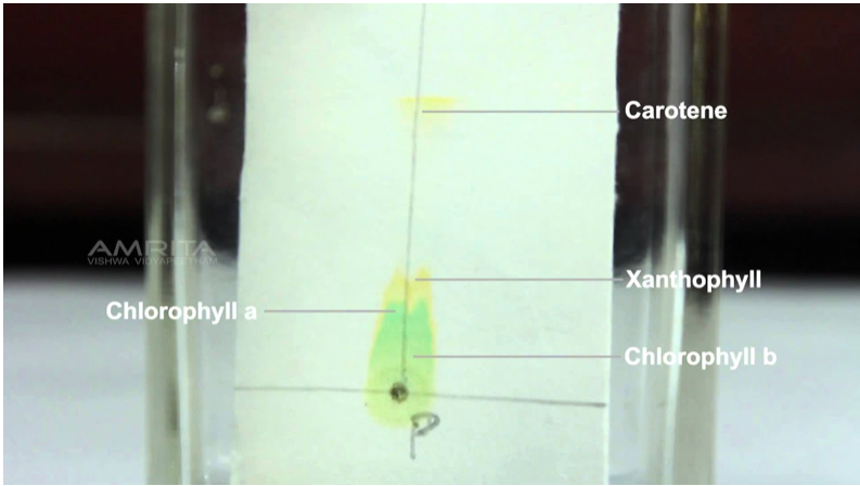 <p>Pigments (chlorophyll a, b, carotenoids, xanthophylls).</p>