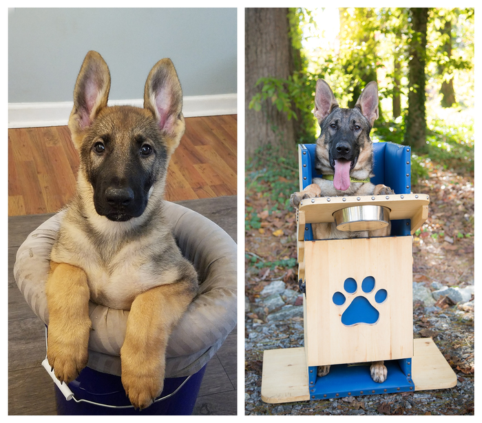 <p>German shepherd, miniature schnauzer, and fox terrier</p>