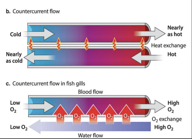 <ul><li><p>At the same time as countercurrent exchange: CO2 readily diffuses out of the blood vessels and into the water that leaves the gill chamber.</p></li><li><p>As a result of countercurrent exchange → fish gills can extract nearly all the O2 in the water that passes over them.</p></li><li><p>A set of blood vessels carries the O2 -rich blood away from the gills to supply the fish’s body</p></li><li><p><span style="background-color: inherit; line-height: 19.55px; color: windowtext;">Fish gills</span><span style="line-height: 19.55px; color: windowtext;">&nbsp;</span></p><ul><li><p class="Paragraph SCXO201051805 BCX0" style="text-align: left;"><span style="background-color: inherit; line-height: 19.55px; color: windowtext;">Blood flows in lamellae -> moves low concentration of Oxygen to higher concen of O</span><span style="line-height: 19.55px; color: windowtext;">2</span></p></li><li><p class="Paragraph SCXO201051805 BCX0" style="text-align: left;"><span style="background-color: inherit; line-height: 19.55px; color: windowtext;">Water flows over in opposite direction (high oxygen concen -> passes through gills -> becomes low O2</span><span style="line-height: 19.55px; color: windowtext;">&nbsp;</span></p><ul><li><p class="Paragraph SCXO201051805 BCX0" style="text-align: left;"><span style="background-color: inherit; line-height: 19.55px; color: windowtext;">exchange of O2 -> allows to maintain region of low and high O2 concen</span><span style="line-height: 19.55px; color: windowtext;">&nbsp;</span></p><ul><li><p class="Paragraph SCXO201051805 BCX0" style="text-align: left;"><span style="background-color: inherit; line-height: 19.55px; color: windowtext;">Separates oxygenated blood from deoxygenated blood</span><span style="line-height: 19.55px; color: windowtext;">&nbsp;</span></p></li></ul></li></ul></li><li><p class="Paragraph SCXO201051805 BCX0" style="text-align: left;">A set of blood vessels carries the O2 -rich blood away from the gills to supply the fish’s body</p></li></ul></li></ul><p></p>