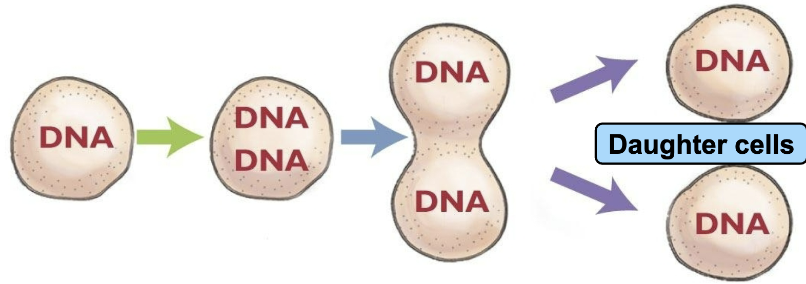 <p>DNA copying, Cells divide: Growth, Replacement, Healing</p><ul><li><p>Must duplicate DNA before division</p><ul><li><p>1 set of DNA → 2 DNA copies → 2 daughter cells with 1 copy each</p></li></ul></li></ul><p>Daughter cells; Double helix “unzips”; Each separate; strand acts as; a template for; a new strand; Nucleotides added 1 by 1; Base-pairing with template; DNA polymerase; DNA Polymerase; Old Strand; New Strand; Incoming Nucleotides; Begins at origin of replication; Multiple origins per chromosome in humans; Replication; bubble forms; as DNA unzips; Spread out; until merge</p>