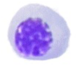 <p>Rubricyte</p>