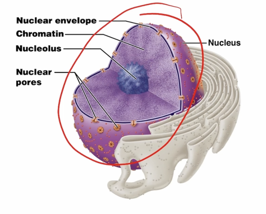 <p>What are the three regions of the nucleus?</p>