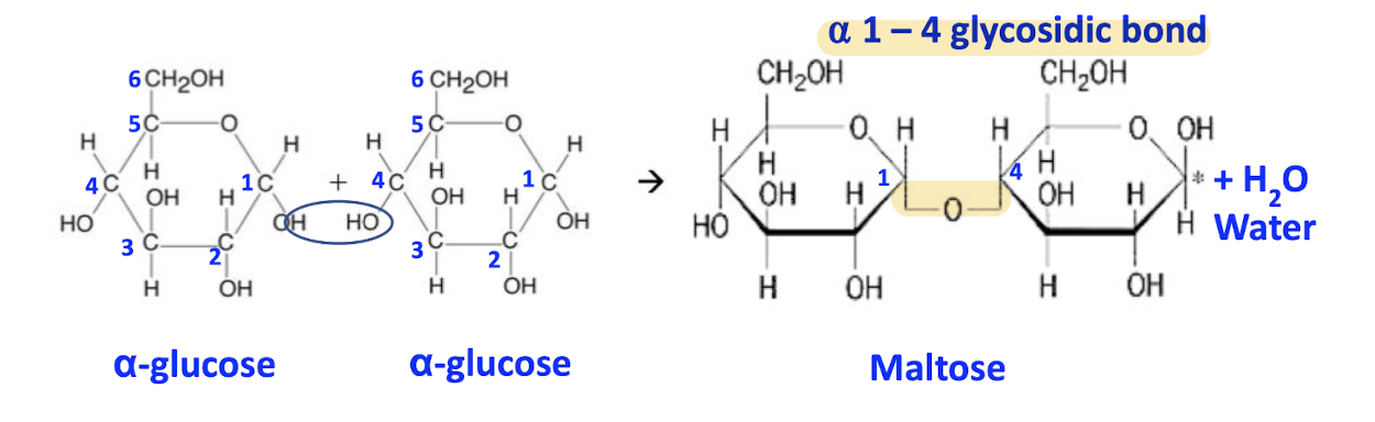 <ol><li><p>label the type of glucose molecules on the left side of the equation</p></li><li><p>number the carbon atoms of the 2 glucose atoms on the left </p></li><li><p>the condensation reaction involves the hydroxyl group of carbon -4 and the hydroxyl group of carbon 1 that are closest to each other — highlight these hydroxyl groups (-OH)</p></li><li><p>Circle 2Hs and 1O on the left side of the equation that will form the water molecule</p></li><li><p>Complete the equation by adding water on the product side </p></li><li><p>Label the disaccharide </p></li><li><p>Name the bond formed </p></li></ol><p></p>