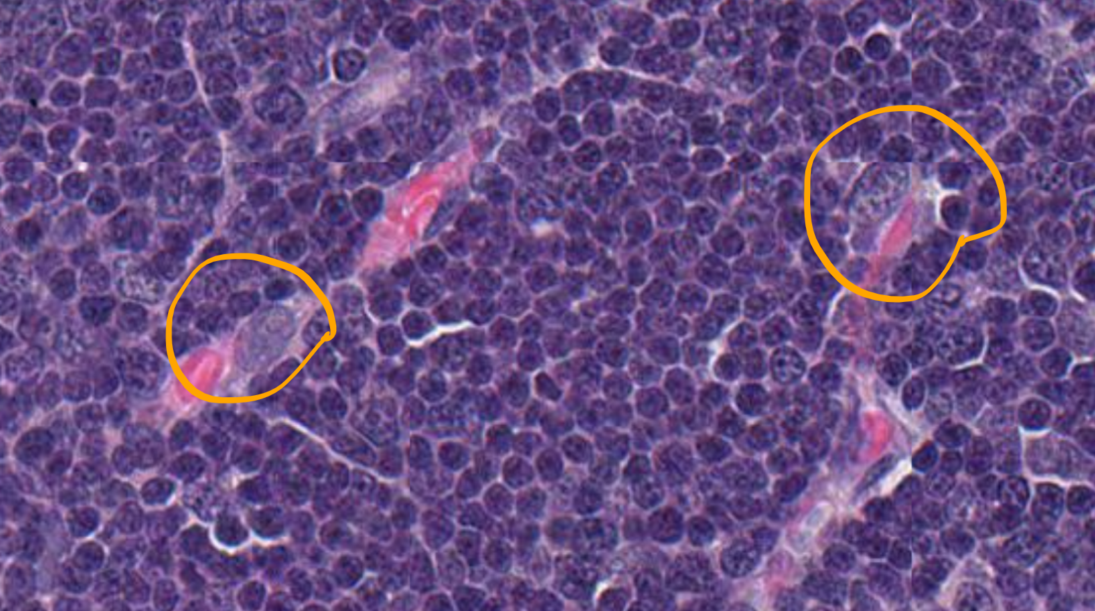 <p>What is circled in orange on this slide? (Canine Thymus)</p>