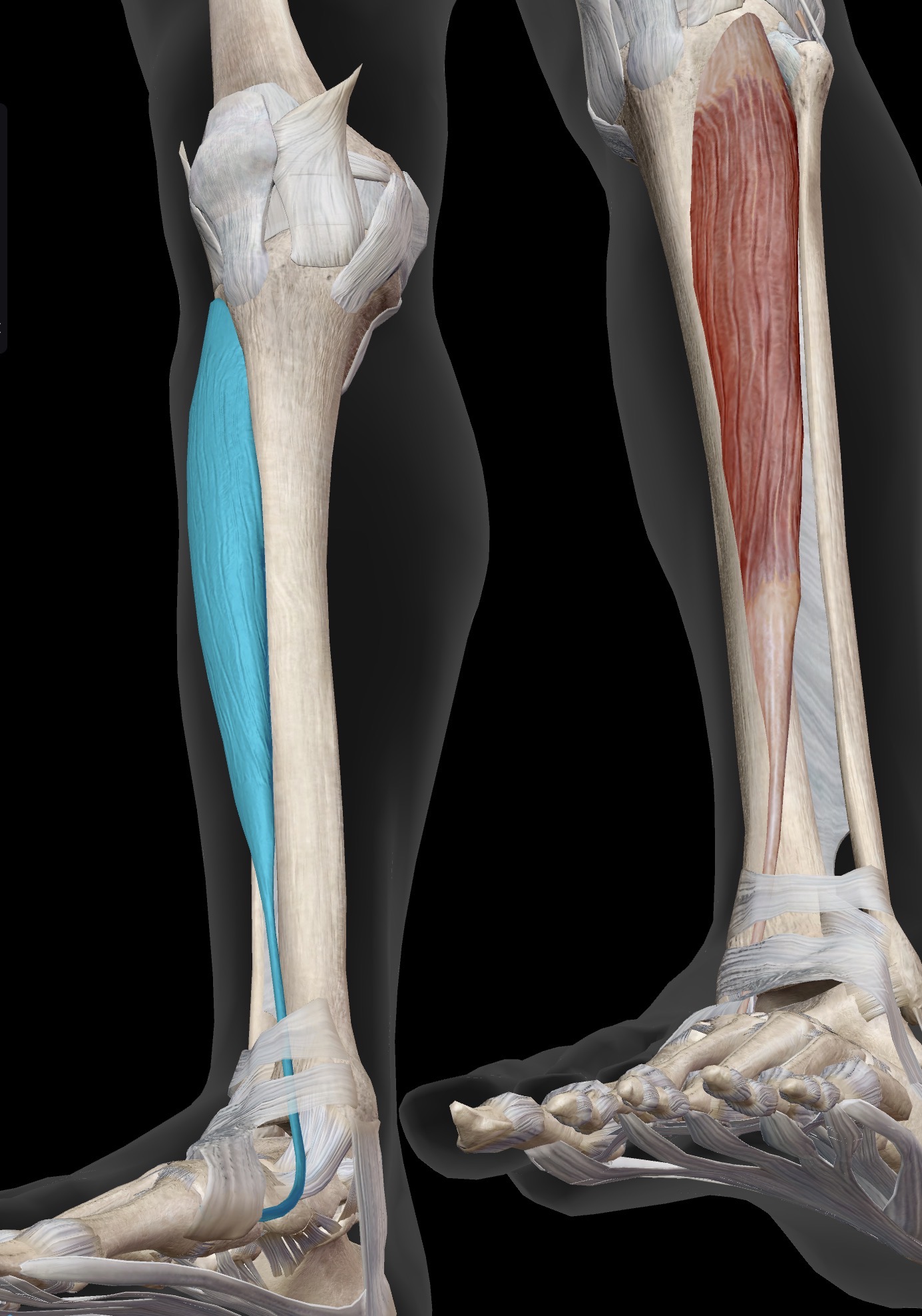 <p>Name the muscle and corresponding letter ( O = origin, I = insertion, A = actions, IN = innervation)</p><p>O</p><p>I</p><p>A</p><p>IN</p>