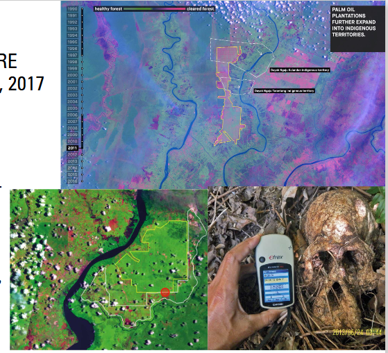 <ul><li><p>documented environmental crimes</p></li><li><p>gather as much information as possible</p></li><li><p>fire → huge part lost</p></li><li><p>indonesion government was stealing land from indonesian people → got dry, mass graves of orangutan (died & killed)</p><ul><li><p>now it is a crime </p></li></ul></li></ul><p></p>