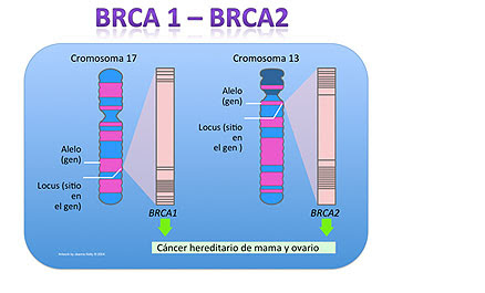 <p><strong><mark data-color="#f519d2" style="background-color: rgb(245, 25, 210); color: inherit;">BRCA-1</mark></strong></p>