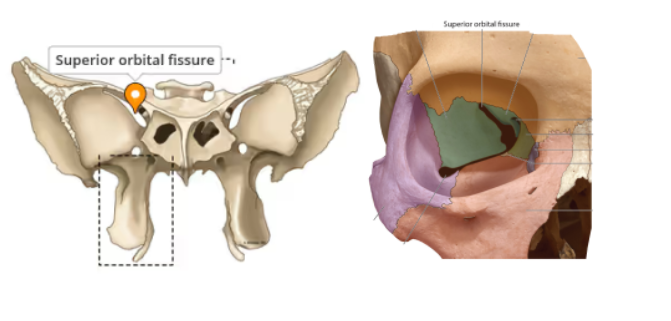 <p>Large slits which can be seen in the eye sockets, it is between th greater and lesser wings</p>