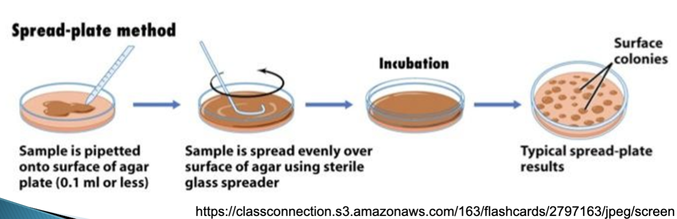 <p>- Label with a Sharpie the BOTTOM of the Agar plate.</p><p>- Pipette a 100 ml volume of a bacterial mixture</p><p>onto the center of an agar plate.</p><p>- Spread evenly over the surface with a sterilized spreader until the liquid</p><p>is absorbed.</p><p>- Invert the plate and incubate at 37 degrees for 24-48 hours</p>