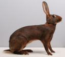 <p>welk type konijn is dit</p>