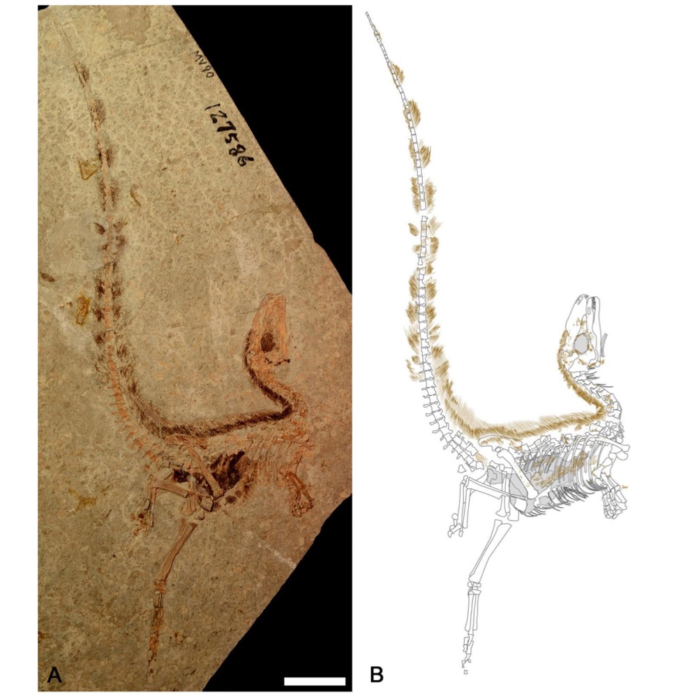 <p>Sinosauropteryx (Family Compsognathidae, Clade Coelurosauria)</p>