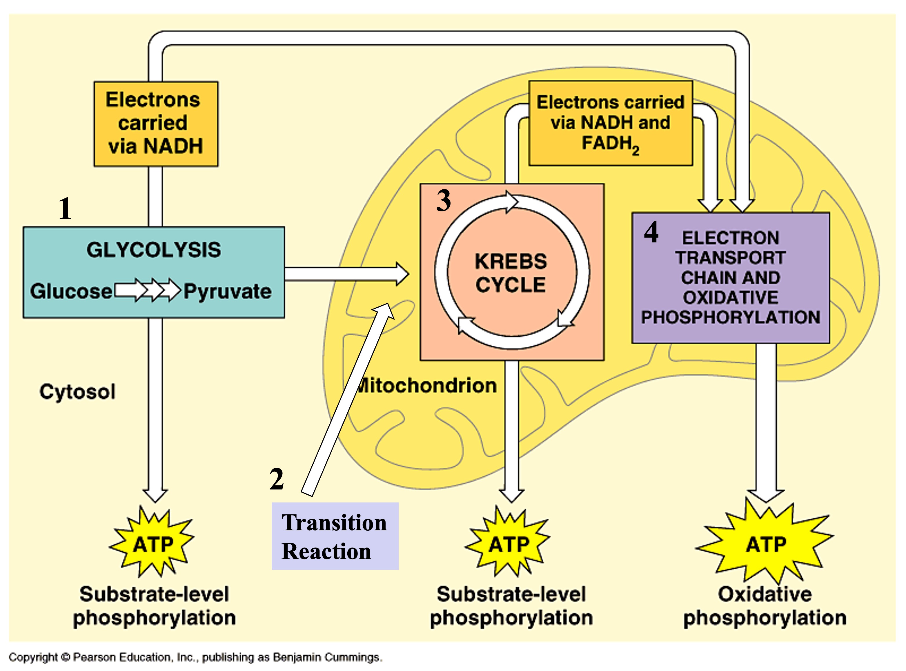 <p>process by which cells breakdown organic complex molecules into simpler ones with less energy in the presence of oxygen producing energy extracted from these molecules, harnessed and used to make ATP in a series of redox reactions or lost as heat</p><ul><li><p>exergonic reaction</p></li></ul><p>C<sub>6</sub>H<sub>12</sub>O<sub>6</sub> + 6O<sub>2</sub> → 6CO<sub>2</sub> + 6H<sub>2</sub>O + energy (used to make ATP)</p><ul><li><p>electrons passed to successively lower energy levels in a series of enzymatically controlled reactions: energy is released slowly so that more can be used/captured - conservation of energy</p></li><li><p>→ 12 stages/reactions within from start to finish</p></li></ul><p></p>
