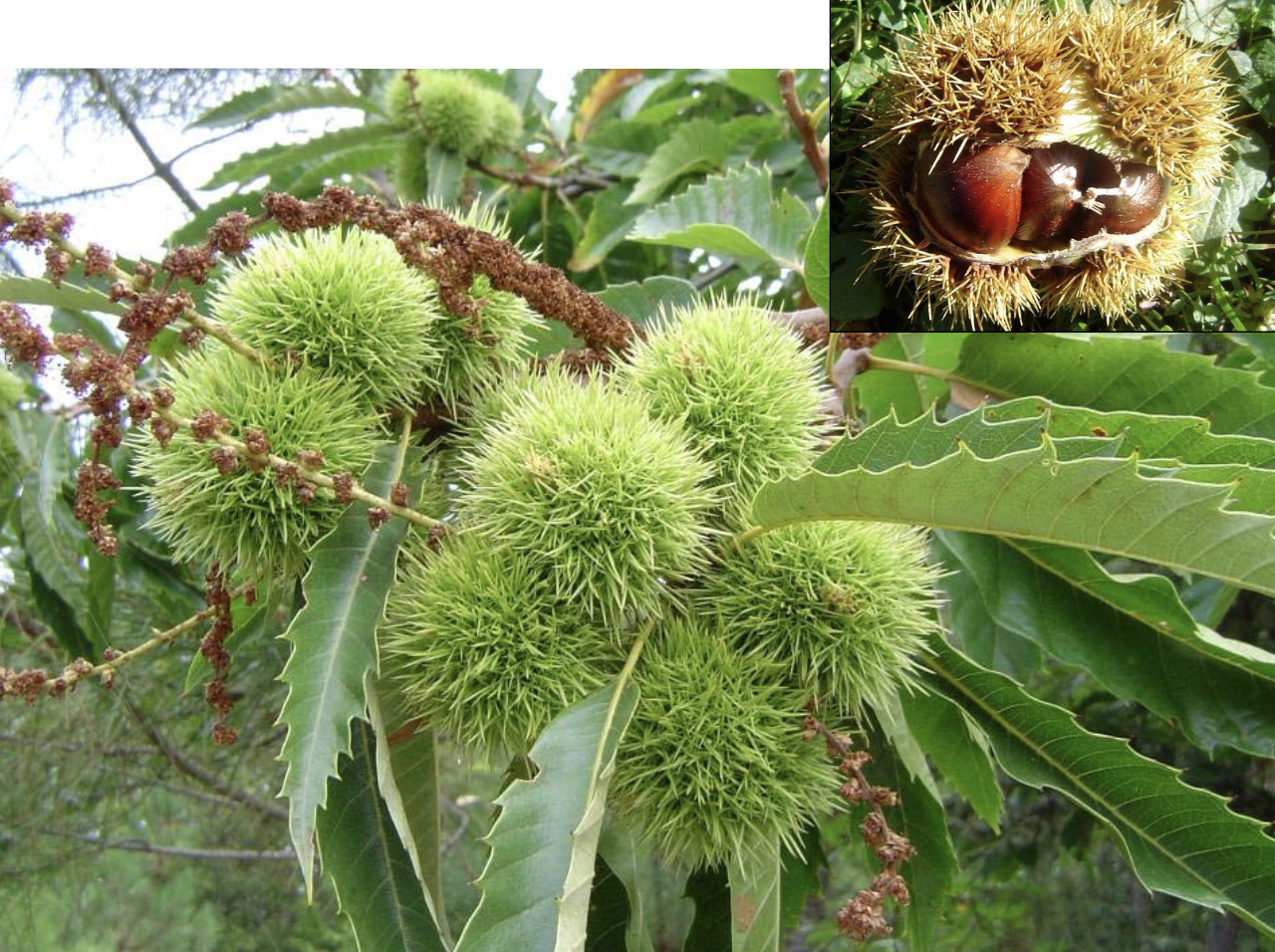 <p>Identificar la Fagaceae</p>