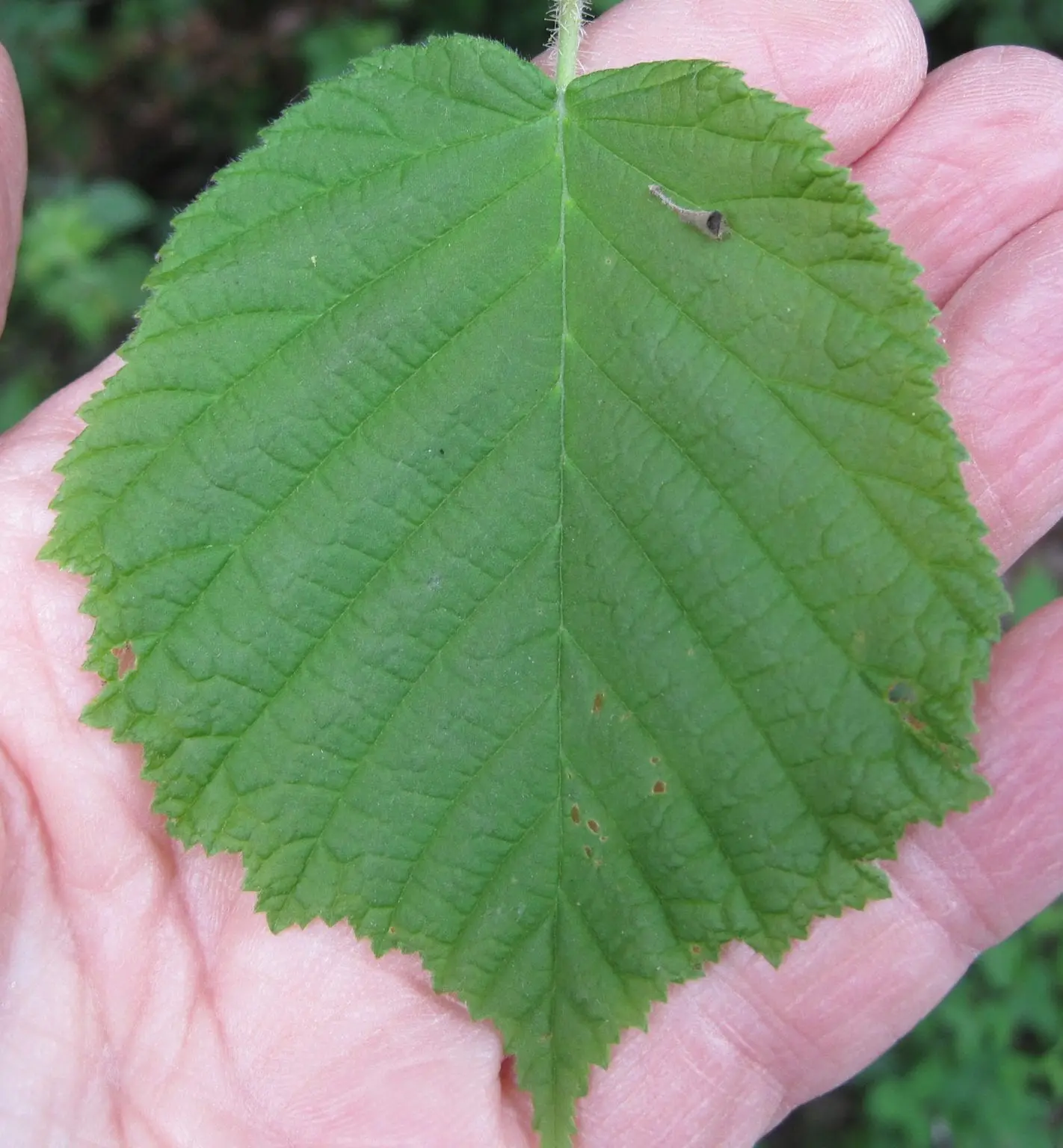 <p>irregular leaf margin</p>