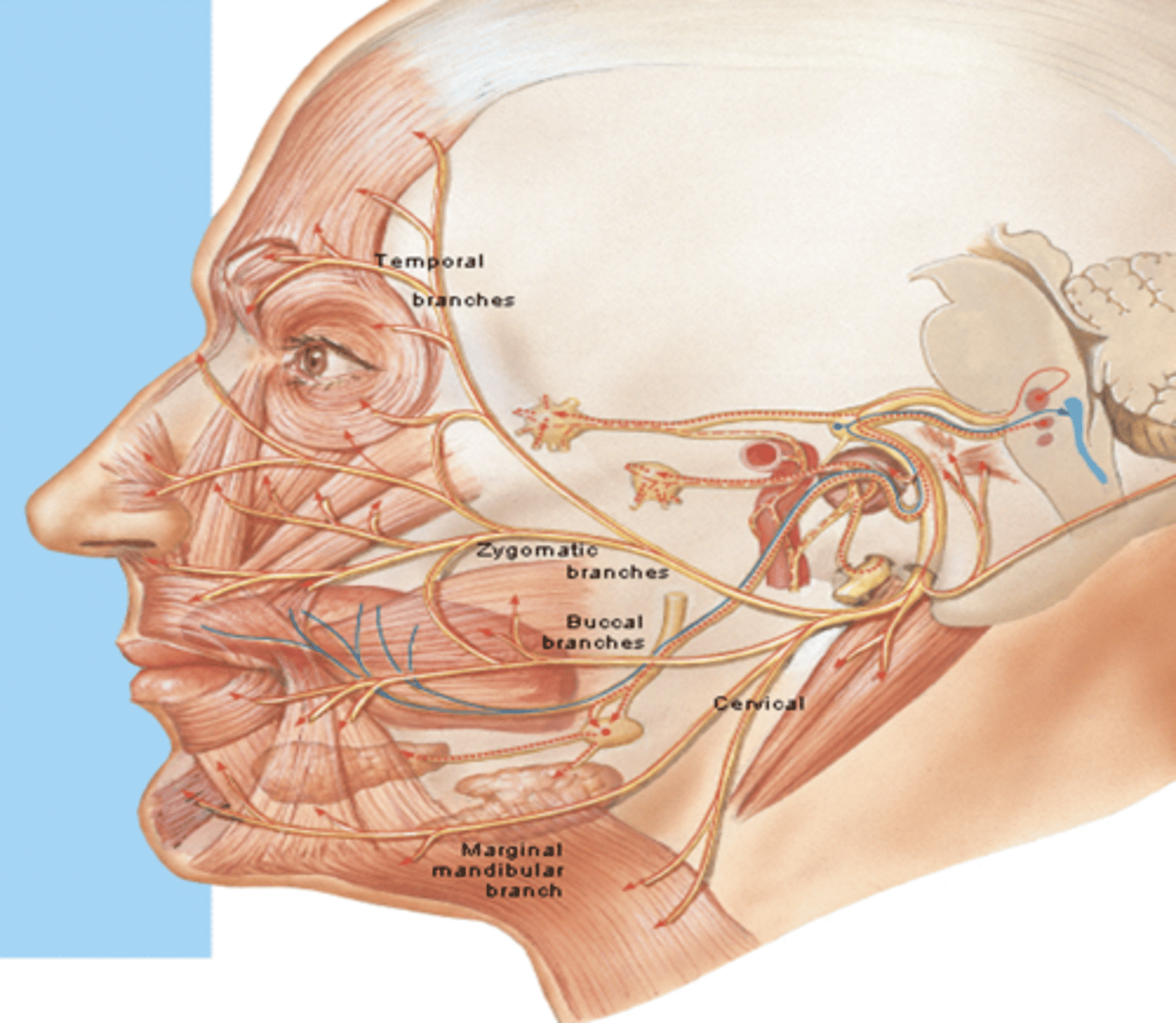 <p>what is the course of the mandibular branch of CN VII?</p>