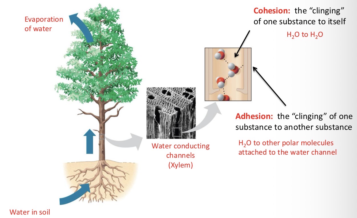 <p>The “clinging” of one substance to itself.</p><p>Ex: H2O to H2O</p>