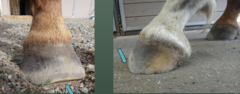 <p>These hoofs have an abnormal toe. What could this be from and indicate?</p>